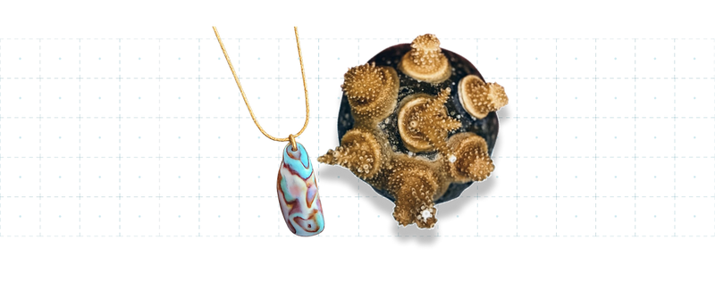 Ocean Lover Abalone Necklace + Adopt a Coral Set