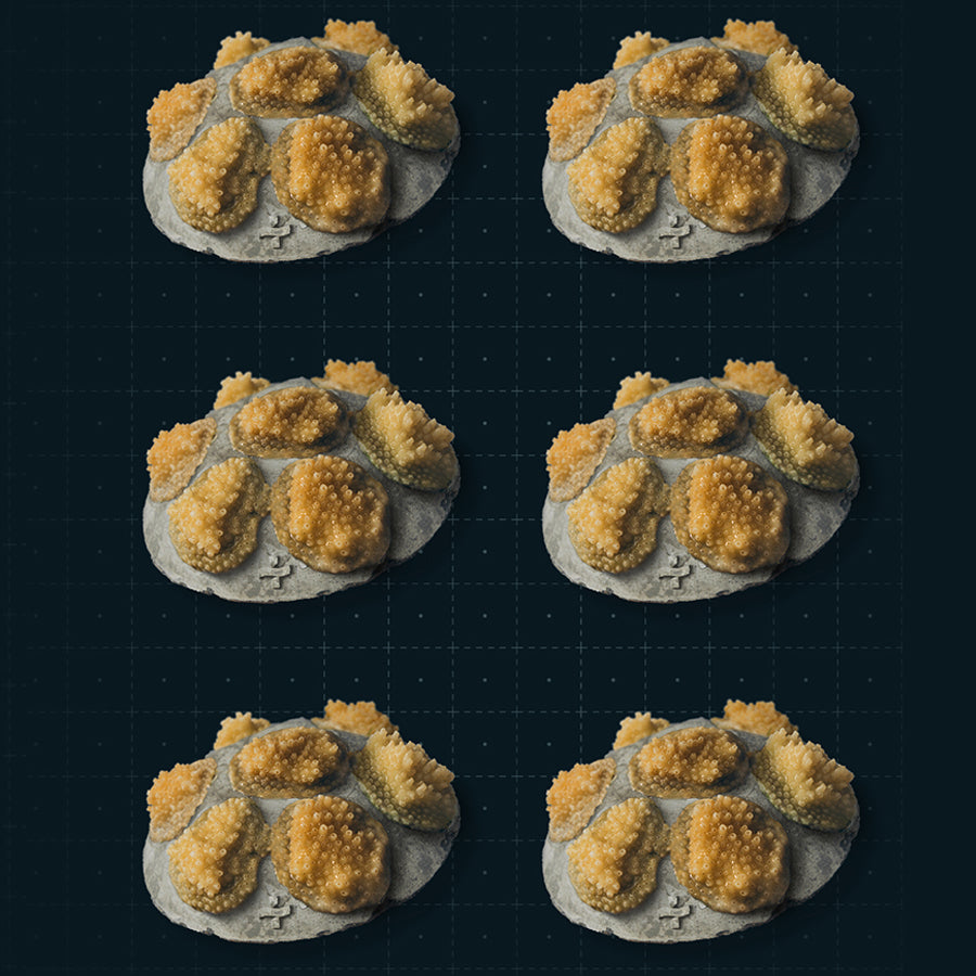 Gift a Coral Collection