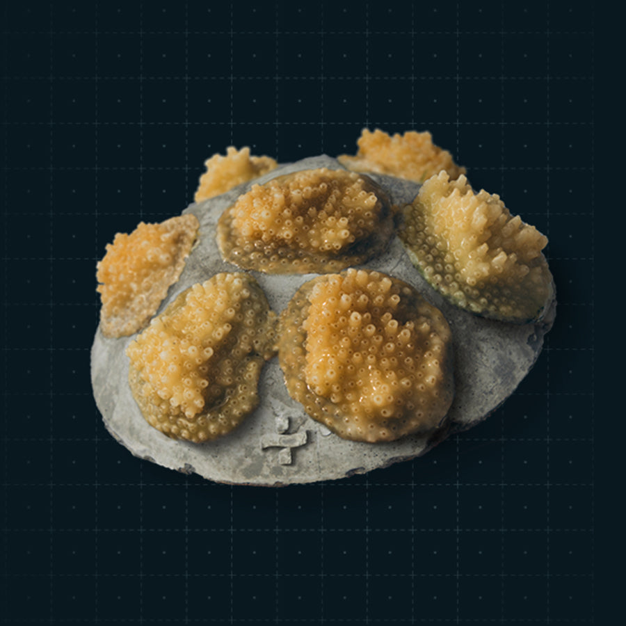 GIFT A Coral Cookie