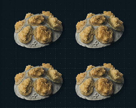 Gift a Coral Collection